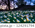 夕暮れの風にたなびく水仙の花 124291794