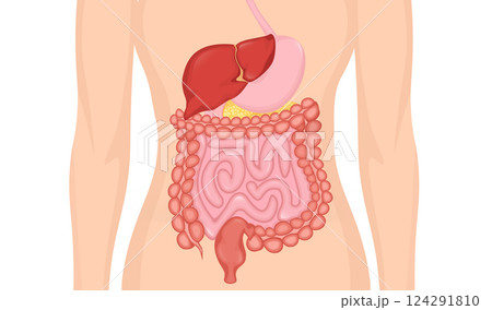 Cartoon digestive system for medical design. Flat vector illustration. Isolated vector illustration. Cartoon digestive system for medical design. Flat vector illustration. Isolated vector illustration. 124291810