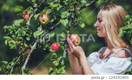 Blonde farmer harvesting vibrant red apples in sunlit orchard, savoring fresh organic crop Blonde farmer harvesting vibrant red apples in sunlit orchard, savoring fresh organic crop 124291903
