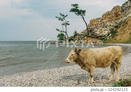 Brown cow on the shore of Lake Baikal, Olkhon Island Brown cow on the shore of Lake Baikal, Olkhon Island 124292123