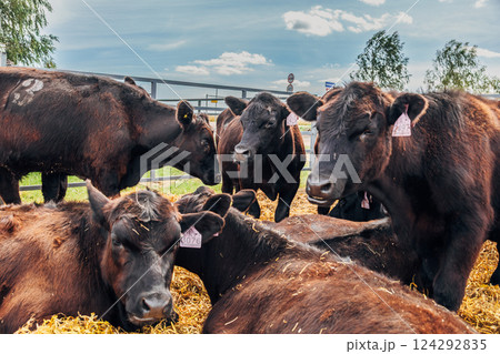 Black Angus calves in the open air Black Angus calves in the open air 124292835