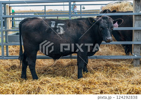 Black Angus calves in the open air Black Angus calves in the open air 124292838
