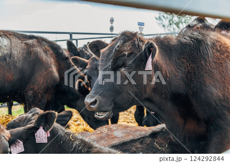 Black Angus calves in the open air 124292844