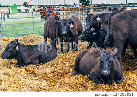 Black Angus calves in the open air Black Angus calves in the open air 124292851
