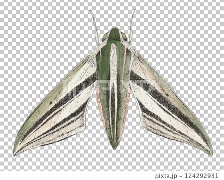 Hand-drawn illustration of a striped sparrow 124292931
