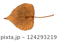 scanned tree leaves 124293219