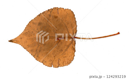 scanned tree leaves scanned tree leaves 124293219