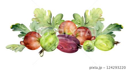 Gooseberry Currant berries leaves in water dew drops, ripe garden huckleberry casseille juneberry. Isolated botanical illustration, watercolor hand drawn. For restaurant, dessert menu, farmers market Gooseberry Currant berries leaves in water dew drops, ripe garden huckleberry casseille juneberry. Isolated botanical illustration, watercolor hand drawn. For restaurant, dessert menu, farmers market 124293220
