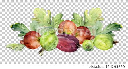 Gooseberry Currant berries leaves in water dew drops, ripe garden huckleberry casseille juneberry. Isolated botanical illustration, watercolor hand drawn. For restaurant, dessert menu, farmers market 124293220