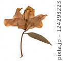 scanned tree leaves 124293223
