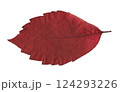 scanned tree leaves 124293226