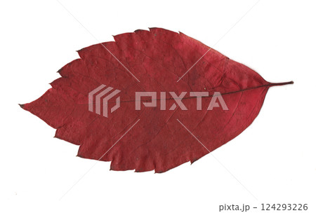 scanned tree leaves 124293226