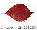 scanned tree leaves 124293230