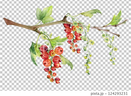 Currant gooseberry with long flower clusters, green leaves, hand drawn in watercolor, garden berry hanging on branches. Isolated illustration. Craft eco cosmetics, aroma candles, jam jar food labels Currant gooseberry with long flower clusters, green leaves, hand drawn in watercolor, garden berry hanging on branches. Isolated illustration. Craft eco cosmetics, aroma candles, jam jar food labels 124293231