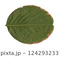 scanned tree leaves 124293233