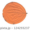 scanned tree leaves 124293237