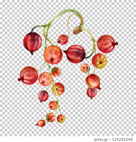 Currant gooseberry raceme bunch hanging cluster, glossy ripe garden berry casseille jostaberry juneberry. Isolated botanical illustration, watercolor hand drawn. Food packaging, culinary eco branding Currant gooseberry raceme bunch hanging cluster, glossy ripe garden berry casseille jostaberry juneberry. Isolated botanical illustration, watercolor hand drawn. Food packaging, culinary eco branding 124293248