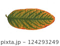 scanned tree leaves 124293249