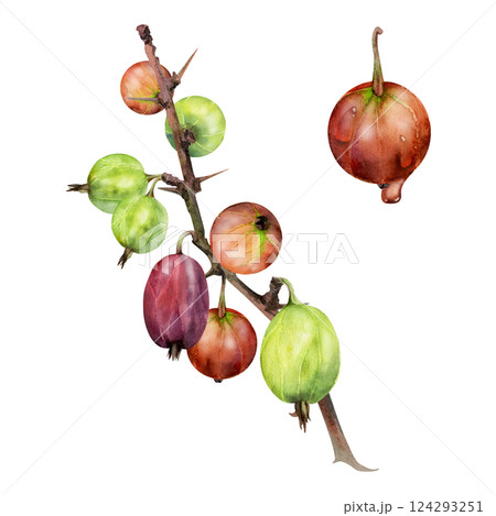 Gooseberry hanging on thorny branch, ripe garden berry currant juneberry casseille jostaberry. Isolated botanical illustration watercolor hand drawn. Home preserves, cookbook, grocery store stationery 124293251