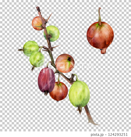 Gooseberry hanging on thorny branch, ripe garden berry currant juneberry casseille jostaberry. Isolated botanical illustration watercolor hand drawn. Home preserves, cookbook, grocery store stationery 124293251