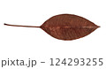scanned tree leaves 124293255