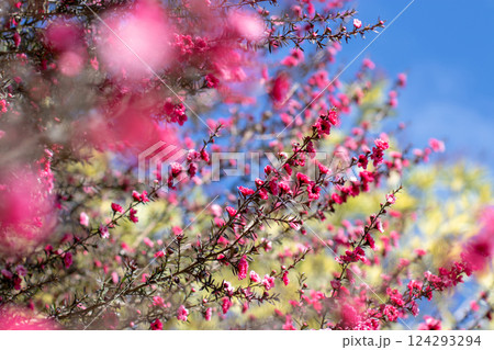 Manuka, leptospermum scoparium Tea tree branches with red flowers aesthetic selective focus background. Manuka, leptospermum scoparium Tea tree branches with red flowers aesthetic selective focus background. 124293294