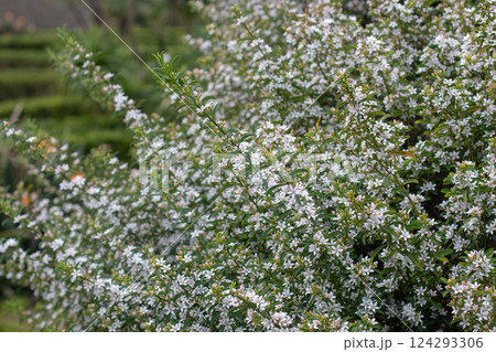 Long-leaf wax flower or philotheca myoporoides flowering plant branches 124293306