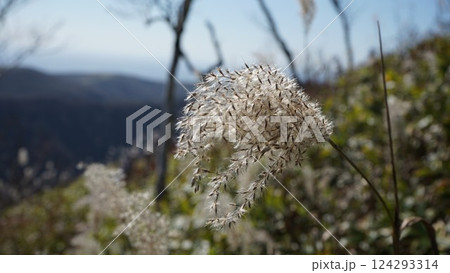 秋の陽にそよぐ薄 秋の陽にそよぐ薄 124293314