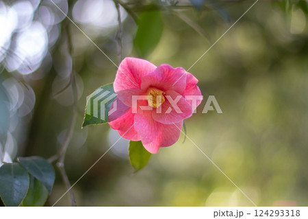 Simple pink camellia flower on the blurred garden bokeh background. 124293318