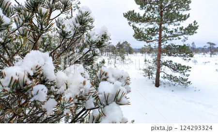 Winter landscape with snow-covered pine trees in a quiet forest 124293324