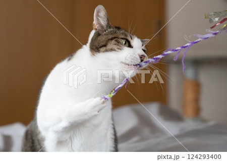 おもちゃで遊ぶ猫　キジトラ猫 124293400