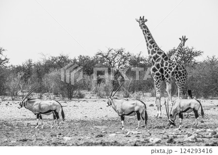 A towering giraffe stands amidst a trio of oryxes against the sparse vegetation of Etosha National Park. Namibia, Africa A towering giraffe stands amidst a trio of oryxes against the sparse vegetation of Etosha National Park. Namibia, Africa 124293416