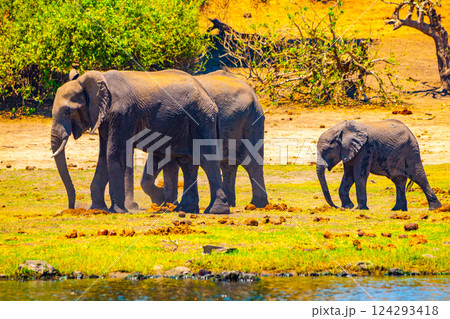 African elephant family with young baby elephant walk at Chobe River, Chobe Riverfront National Park, Namibia, Africa African elephant family with young baby elephant walk at Chobe River, Chobe Riverfront National Park, Namibia, Africa 124293418