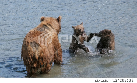 Brown bear cubs fight for fish Brown bear cubs fight for fish 124293533