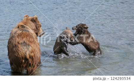 Brown bear cubs fight for fish 124293534