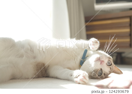 ごろ寝をする猫 ごろ寝をする猫 124293679
