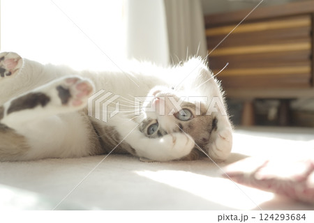 ごろ寝をする猫 ごろ寝をする猫 124293684