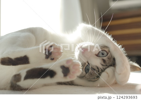 ごろ寝をする猫 124293693