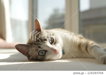 ごろ寝をする猫 124293704