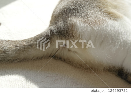 お昼寝をする飼い猫のお尻 124293722