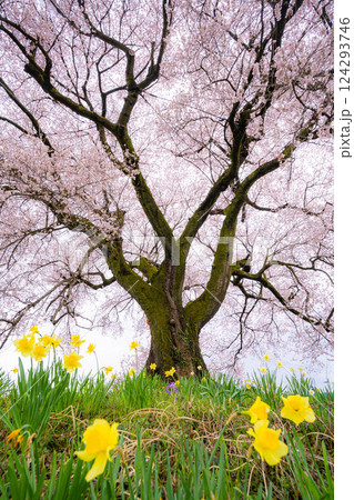 【桜素材】わに塚の桜と水仙の花【山梨県】 124293746