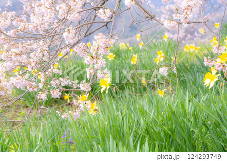 【桜素材】わに塚の桜と水仙の花【山梨県】 124293749
