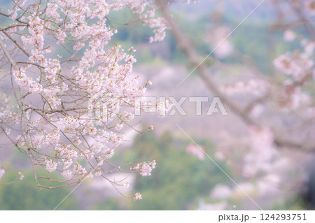 【桜素材】わに塚の桜と水仙の花【山梨県】 124293751