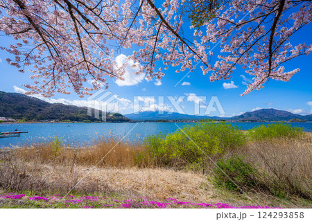 【桜と富士山】桜が満開の河口湖北岸から見た富士山【山梨県】 【桜と富士山】桜が満開の河口湖北岸から見た富士山【山梨県】 124293858
