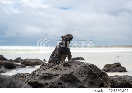 Marine iguana resting on rocks at Tortuga Bay beach, Galapagos, Ecuador Marine iguana resting on rocks at Tortuga Bay beach, Galapagos, Ecuador 124293868