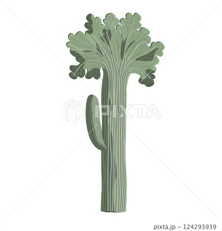 Crested Saguaro isolated hand graphic illustration. Cristate Saguaro with a unique form branches. Vector 124293939