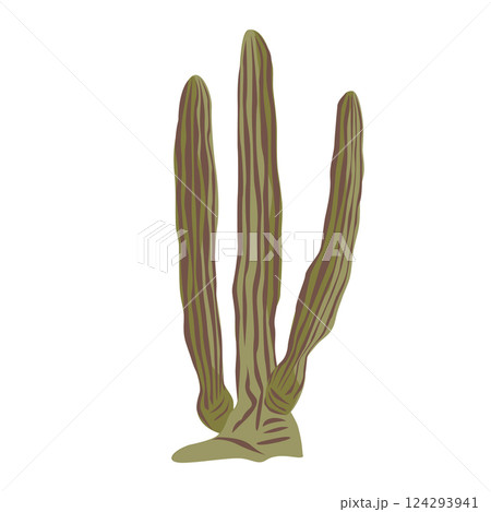 Mexican giant cardon or Pachycereus pringlei cactus. Vector isolated illustration. 124293941