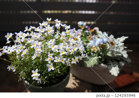 愛らしい小花のヒナソウ 愛らしい小花のヒナソウ 124293946