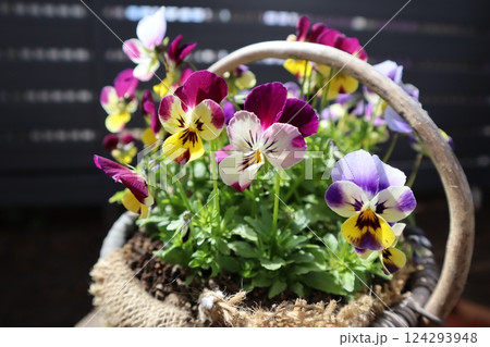 バスケットに植えたバーニーイヤービオラ 124293948