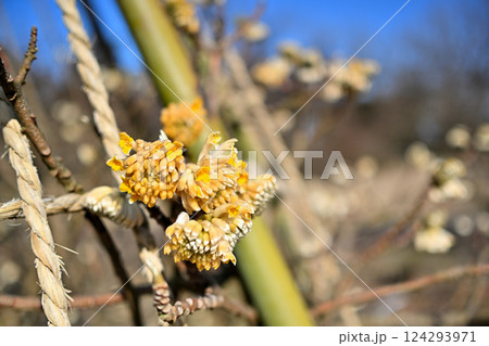 ミツマタの花と蕾 124293971